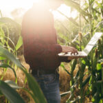 imagem de um campo de milho com um homem na internet representando o marketing digital no agronegócio