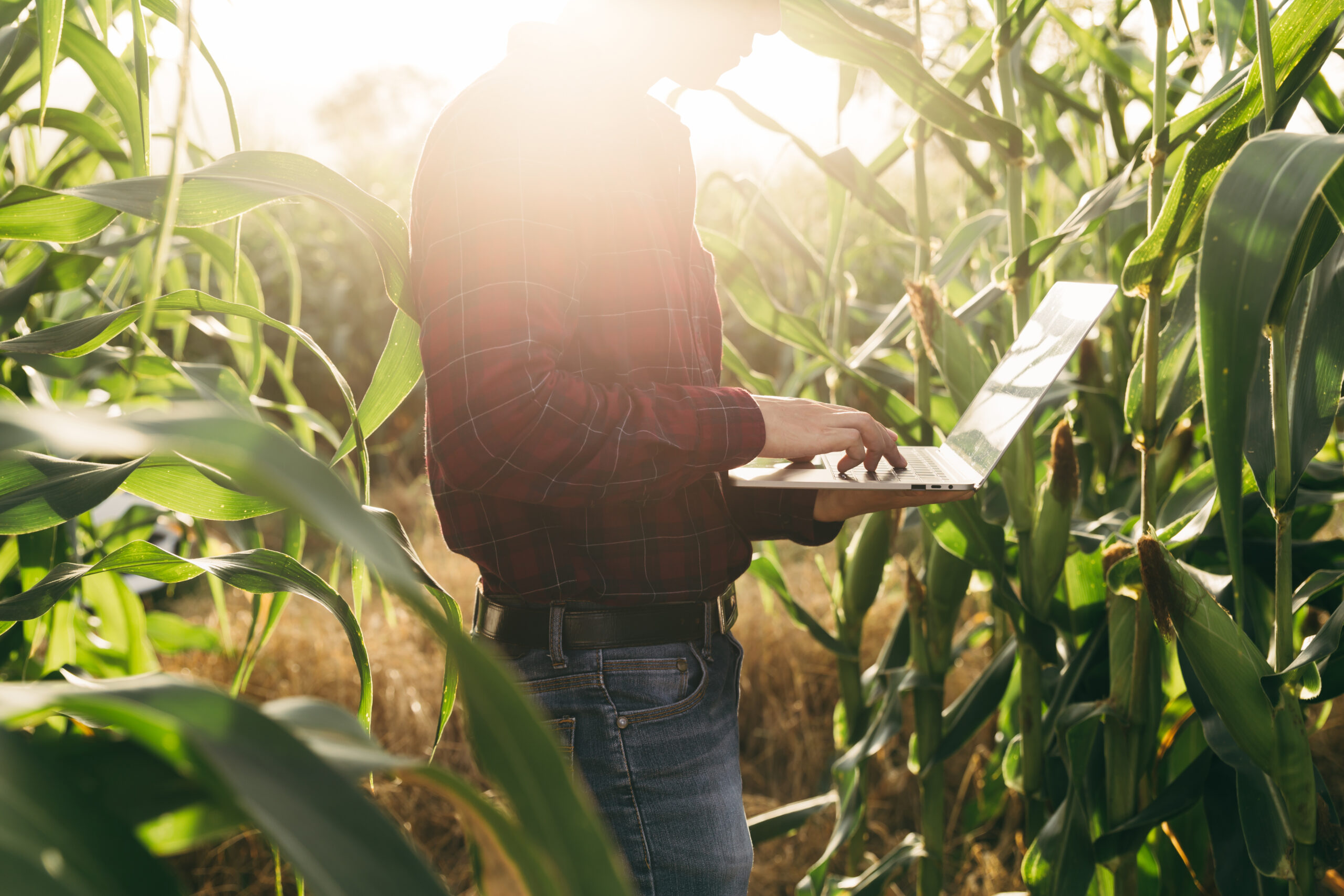 imagem de um campo de milho com um homem na internet representando o marketing digital no agronegócio
